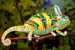 Unraveling the Chameleon: Africa's Master of Camouflage and Bizarre Reptile-8