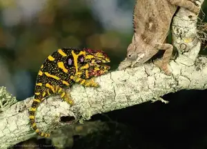 Unraveling the Chameleon: Africa's Master of Camouflage and Bizarre Reptile-4