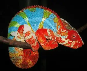 Unraveling the Chameleon: Africa's Master of Camouflage and Bizarre Reptile-2