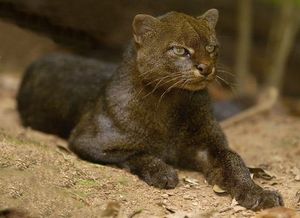 Jaguarundi Herpailurus yagouaroundi: Unique Wild Cat of the Americas Needing Protection-2