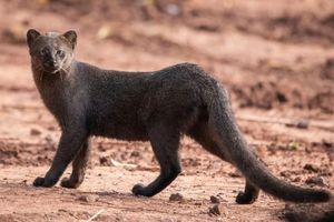 Jaguarundi Herpailurus yagouaroundi: Unique Wild Cat of the Americas Needing Protection-4