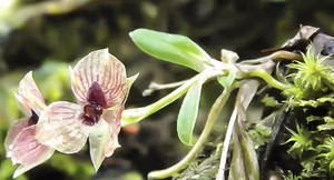 Unveiling the Devil-Face Orchid: Rare Beauty and Critical Extinction Threat-3