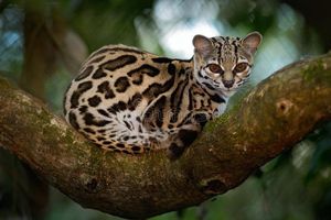 Margay Cat: Cunning Hunter, Master Climber Mimicking Monkey Calls to Lure Prey-2