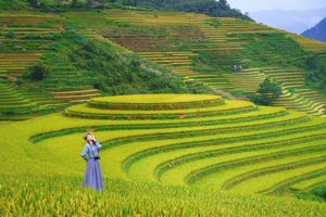 Explore Vietnam's Majestic Terraced Fields: Where Nature Meets Human Spirit 1000019782-15