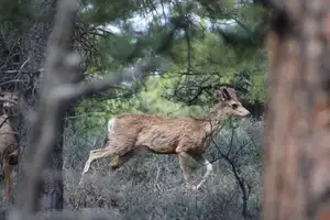 Discover Bryce Canyon National Park: Unique Hoodoo Rock Formations, Utah's Majestic Landscape-5
