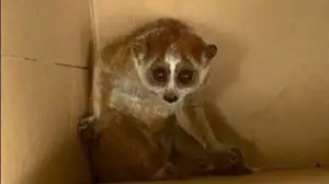 Rare Slow Loris: Adorable Red List Animal in Vietnam Needs Protection-7