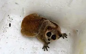 Rare Slow Loris: Adorable Red List Animal in Vietnam Needs Protection-4