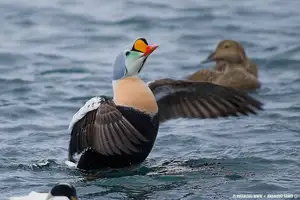 Discover the King Eider: Stunning Colors & Arctic Resilience Unveiled-1
