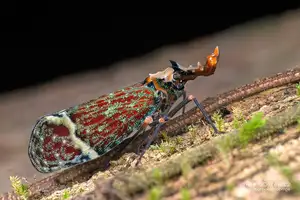 Bizarre Dragon-Headed Cicada - A Living Mythical Creature & Lucky Amulet-3