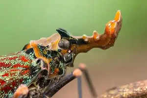 Bizarre Dragon-Headed Cicada - A Living Mythical Creature & Lucky Amulet-6