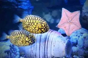 Mekong Delta's Humble Fish: Transformed into an Exquisite Grilled Delicacy for Food Lovers.-9