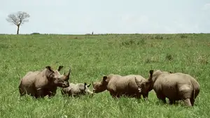 Discover Garamba National Park: Sanctuary of the World's Rarest White Rhinoceros-2