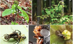 Discovery of Unique Plant: Flower Attracts Pollinators Using Dead Ant Scent-4