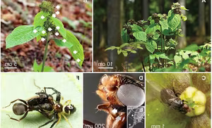 Discovery of Unique Plant: Flower Attracts Pollinators Using Dead Ant Scent-1