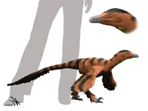 Ancient Creatures Discover Sinornithosaurus Venomous Feathered Dinosaur Mystery-6