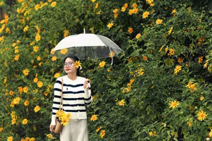 Experience Da Lat's Golden Wild Sunflowers A Breathtaking Vietnamese Natural Landscape-4