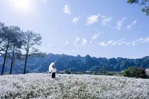 Moc Chau's Pure White Daisy Fields: A Muse Amidst a Floral Wonderland, Perfect for Stunning Photoshoots.-4