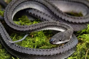 Unraveling the Dragon Snake: The mysterious 'living dragon' species of Southeast Asia-5