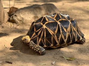 Burmese Star Tortoise Unique Beauty from Myanmar A Rare Animal Needing Conservation-1