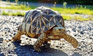 Burmese Star Tortoise Unique Beauty from Myanmar A Rare Animal Needing Conservation-0