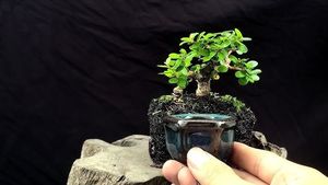 Charming Miniature Bonsai Discover the Allure of Trending Tiny Plants-6