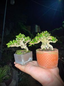 Charming Miniature Bonsai Discover the Allure of Trending Tiny Plants-8