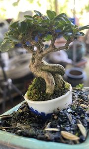 Charming Miniature Bonsai Discover the Allure of Trending Tiny Plants-0