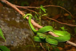 This Aggressive Green Pit Viper Attacks People During Its Peak Season, Stay Vigilant!-8