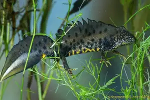 View - Northern Crested Newt: A Legendary Amphibian's Mysterious Underwater Beauty-7