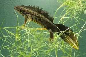 View - Northern Crested Newt: A Legendary Amphibian's Mysterious Underwater Beauty-2