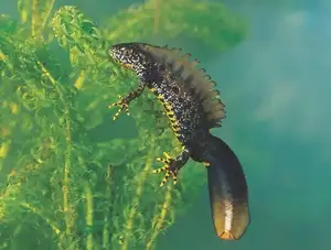 View - Northern Crested Newt: A Legendary Amphibian's Mysterious Underwater Beauty-0